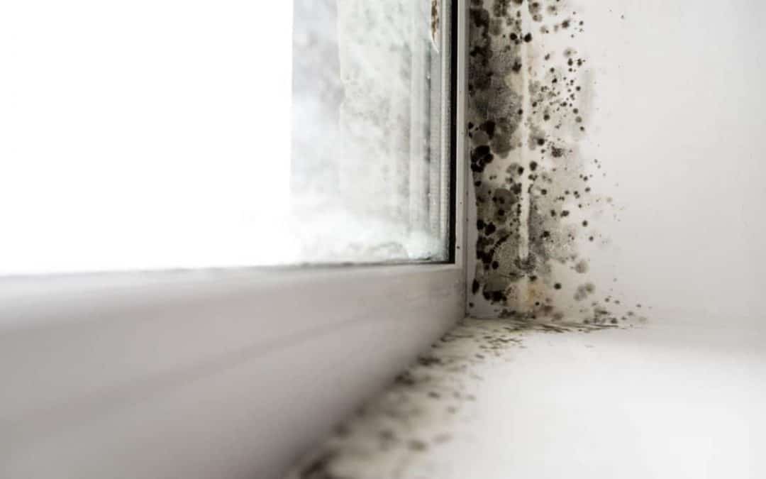 Mold Basics: What it is and How to Deal With it
